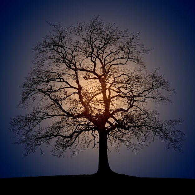 Silhouetfoto van bomen tijdens zonsopkomst