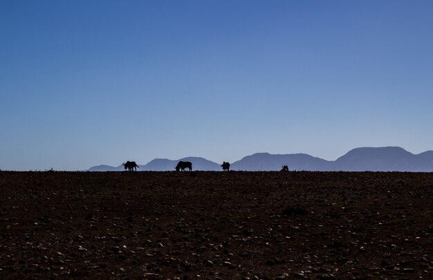 Silhouetten van vee grazen op het veld met een heldere hemel
