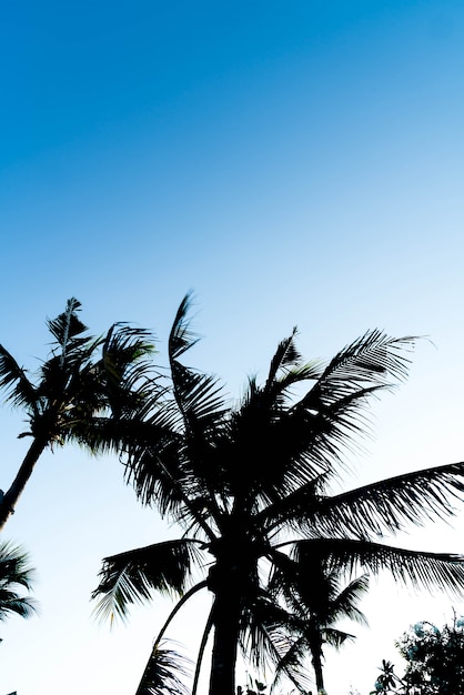 Sillhouette palmbomen