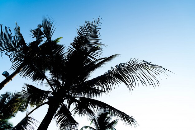 Sillhouette palmbomen