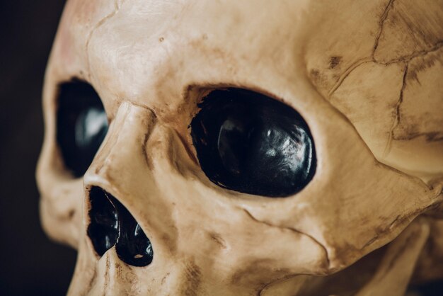 Skelet in de close-up