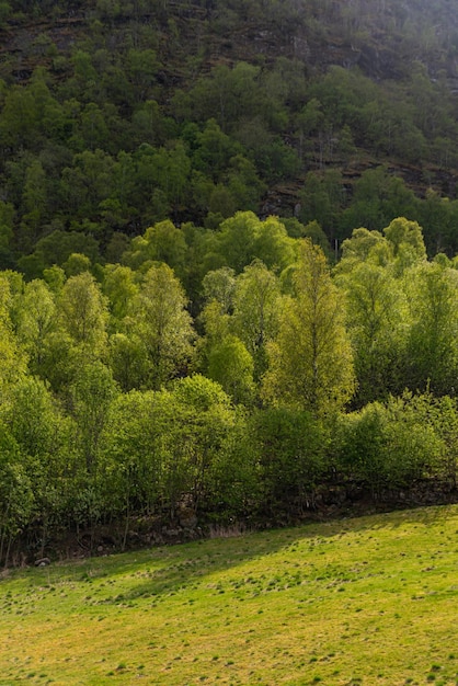 Gratis foto skjolden noorwegen 16 mei 2023 bomen