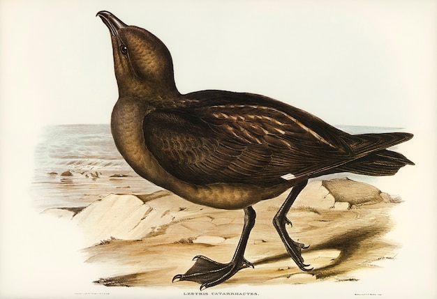 Gratis foto skua gull (lestris catarractes) geïllustreerd door elizabeth gould