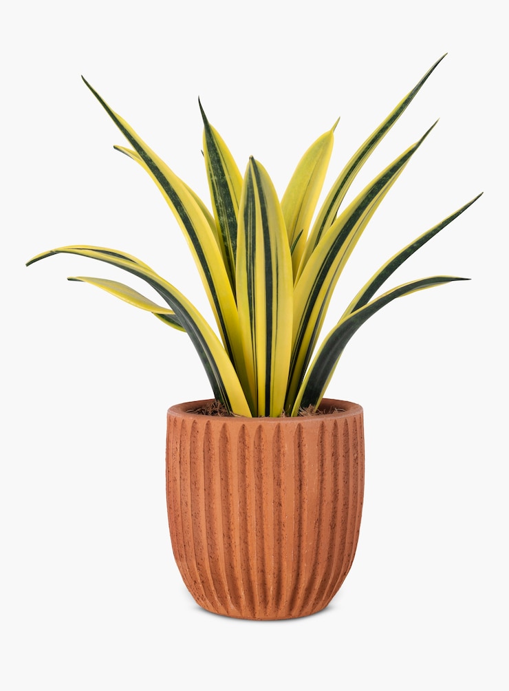 Gratis Foto slangenplant in een terracotta pot woondecoratie