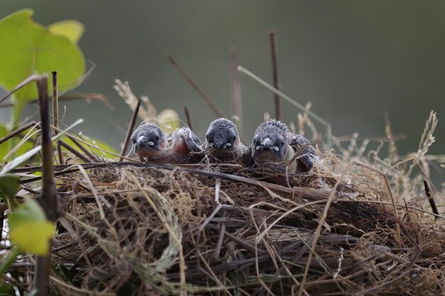 Slik baby's die wachten om van hun moeder te eten, schattige banyak-zwaluwvogel