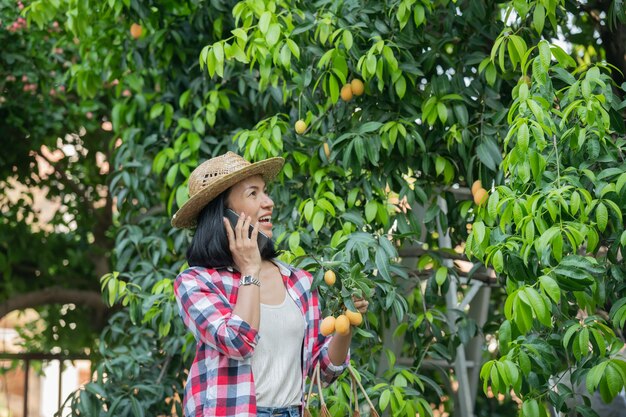 Slimme landbouw met behulp van moderne technologieën in de landbouw. boerin met digitale tabletcomputer, telefoon in boerderij marian pruim met apps en internet, Marian pruim, Marian mango. (mayongchid in Thai)