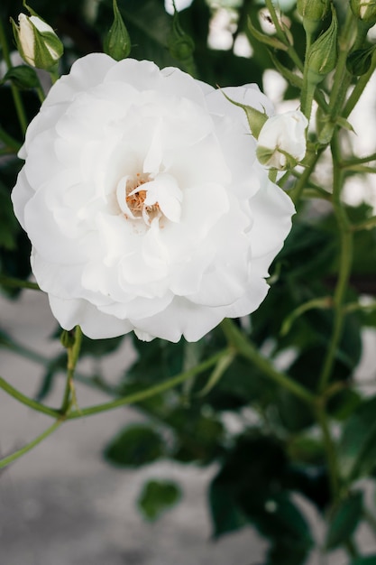 Sluit gardenia in de tuin omhoog