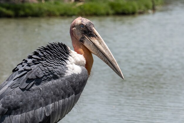 Sluit omhoog de vogel van de maraboeoievaar in Thailand