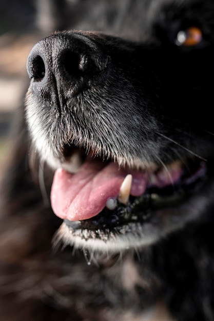 Sluit omhoog gelukkige hond buiten