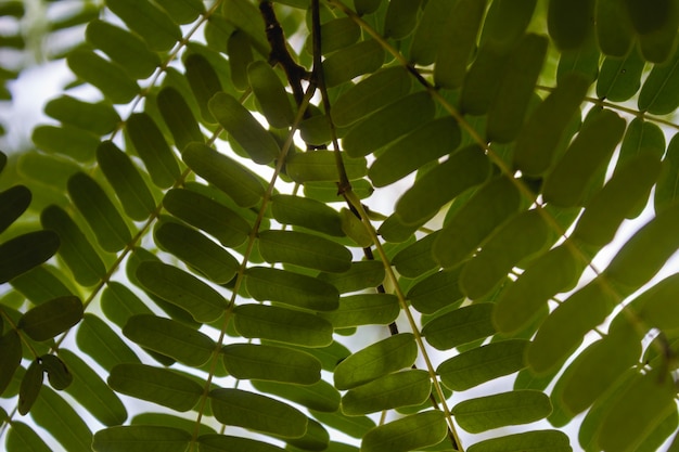 Gratis foto sluit omhoog groene bladeren