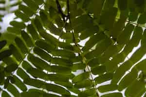 Gratis foto sluit omhoog groene bladeren