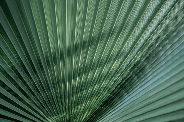 Sluit omhoog groene bladerentexturen, rechte lijnen. Groene palmbladachtergrond, volledig kaderschot.