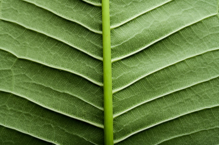 Gratis Foto sluit omhoog groene bladlijn