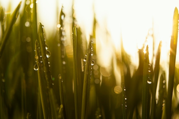 Sluit omhoog natuurlijk gras