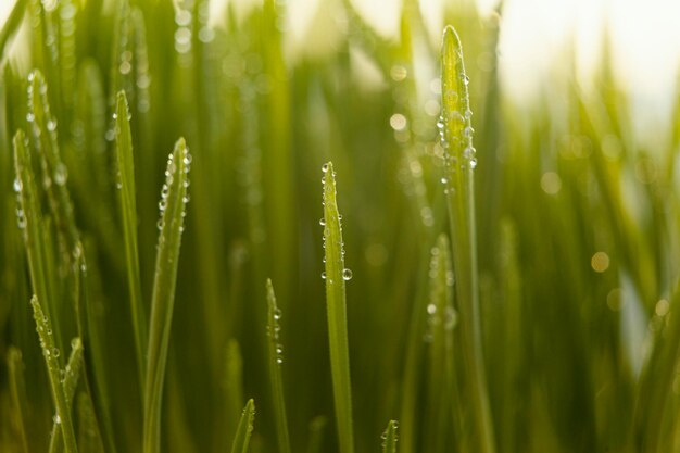 Sluit omhoog natuurlijk gras