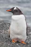 Gratis foto sluit omhoog op pinguïn aan de kust in ushuaia