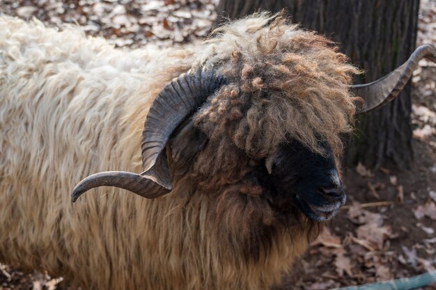 Sluit omhoog van een dikhoornram