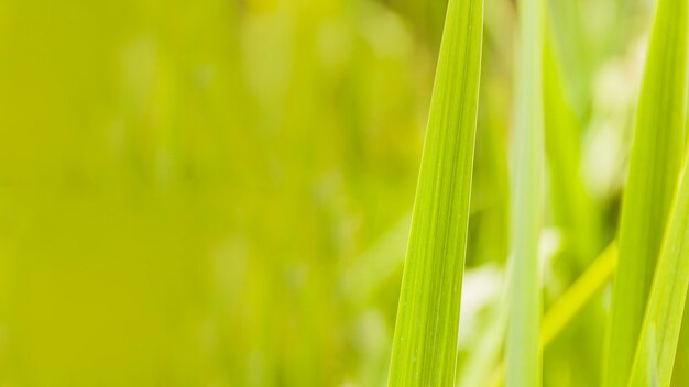 Sluit omhoog van gras