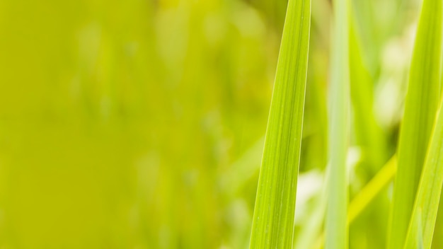 Sluit omhoog van gras