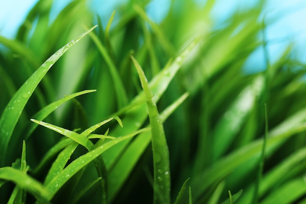 Sluit omhoog van groen gras