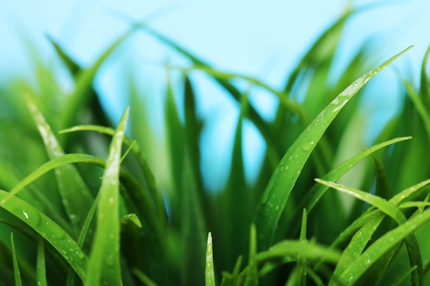 Sluit omhoog van groen gras