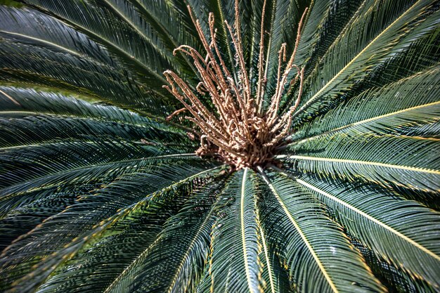 Sluit omhoog van groene takken van een Egyptische palmboom in de tuin.