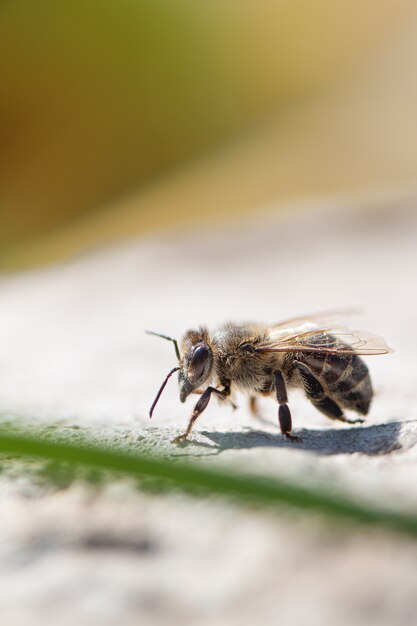 Sluit omhoog van honingbij in de tuin.