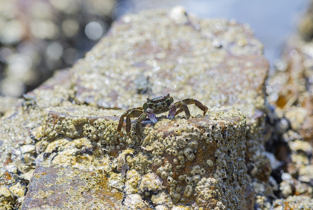 Sluit omhoog van krab op rots op strand