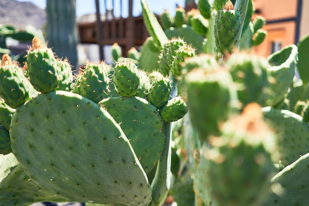 Gratis foto sluit omhoog van sappige groene cactus bij botanische tuin