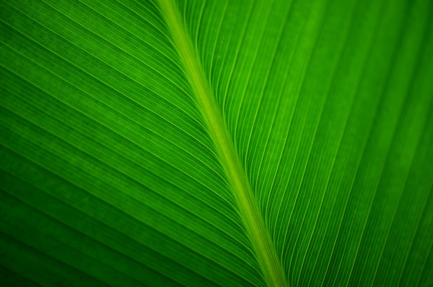 Sluit omhoog Verlof van een bananenplant