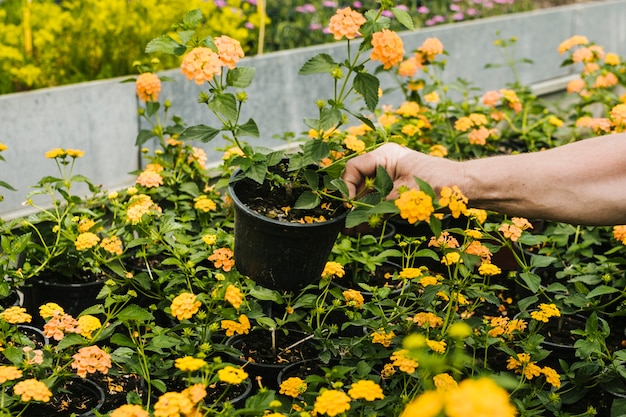 Gratis foto sluit omhoog verwijderde bloem