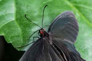 Gratis foto sluit omhoog zwarte vlinder met geopende vleugels