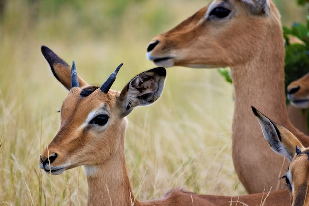 Gratis foto sluit schot van een babyhert dichtbij zijn moeder in een droog grasrijk gebied