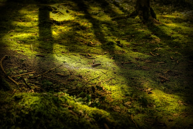 Gratis foto sluit schot van een bemoste grond met denneappels overdag