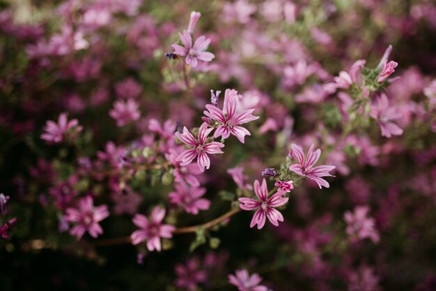 Sluit schot van lichtroze bloemen met vaag natuurlijk