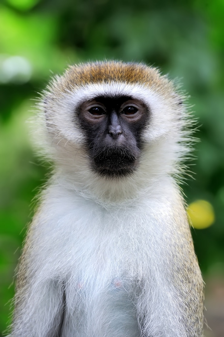 Gratis Foto sluit vervet aap in nationaal park van kenia, afrika