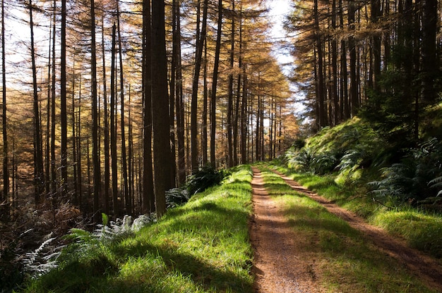 Smalle modderige weg in een bos met hoge bomen