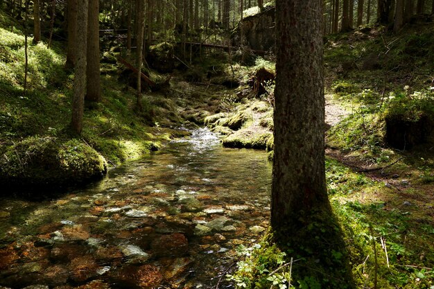 Smalle rivier in een bos omgeven door prachtige groene bomen