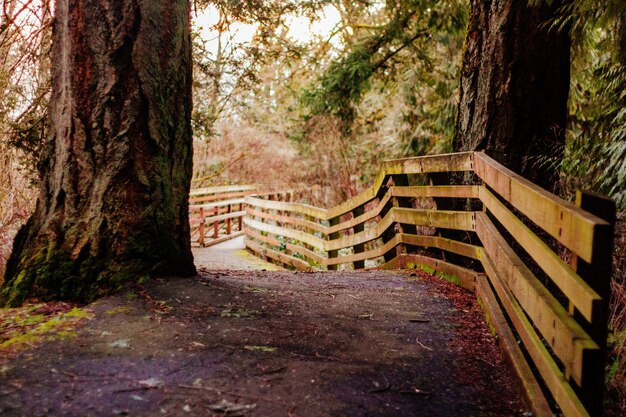 Smalle weg in een bos met een houten plank hek