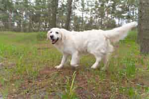 Gratis foto smileyhond die buiten loopt