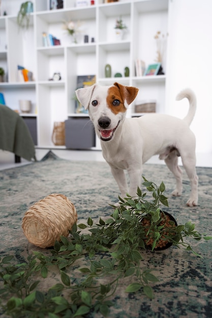 Gratis foto smileyhond maakt rotzooi met plant