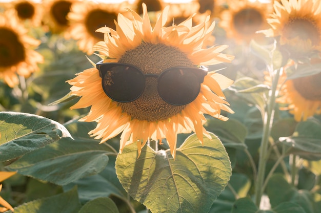 Smileyzonnebloem die zonnebril draagt