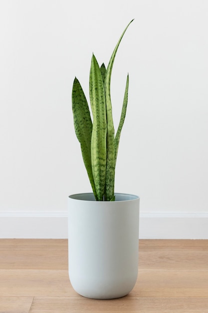 Snake plant in een witte pot