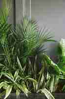 Gratis foto snake plant naast taro en palm plant near grey wall
