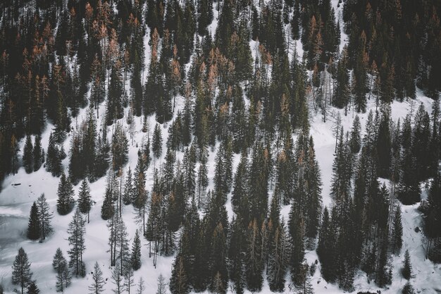 Sneeuw bedekt grond met pijnbomen