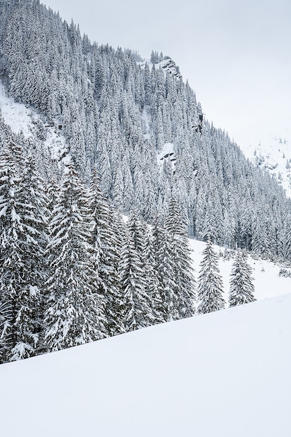 Sneeuw bedekte sparren op de achtergrond van bergtoppen. Panoramisch uitzicht op het schilderachtige besneeuwde winterlandschap.