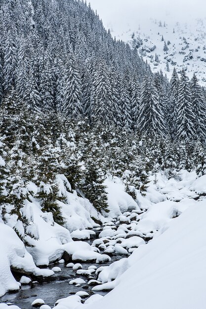 Sneeuw bedekte sparren op de achtergrond van bergtoppen. Panoramisch uitzicht op het schilderachtige besneeuwde winterlandschap.