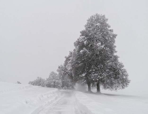 Sneeuw behandelde bomen op besneeuwde grond overdag