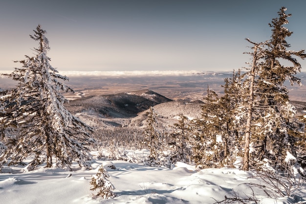 Gratis foto sneeuw boslandschap