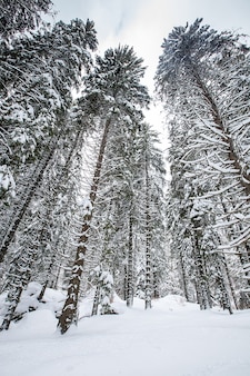 Sneeuw vallen in prachtig dennenbos. fantastisch winterlandschap